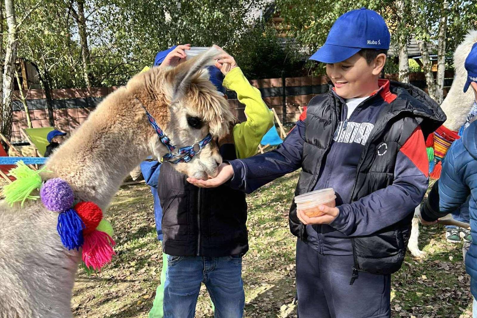 Na farmie alpak w Małej Łące