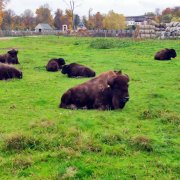 Wycieczka klas V do Kurozwęk 
