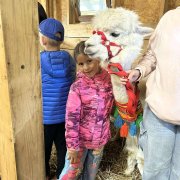 Na farmie alpak w Małej Łące